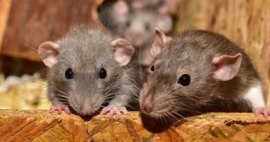 Soluções Caseiras para Matar e Afastar Ratos