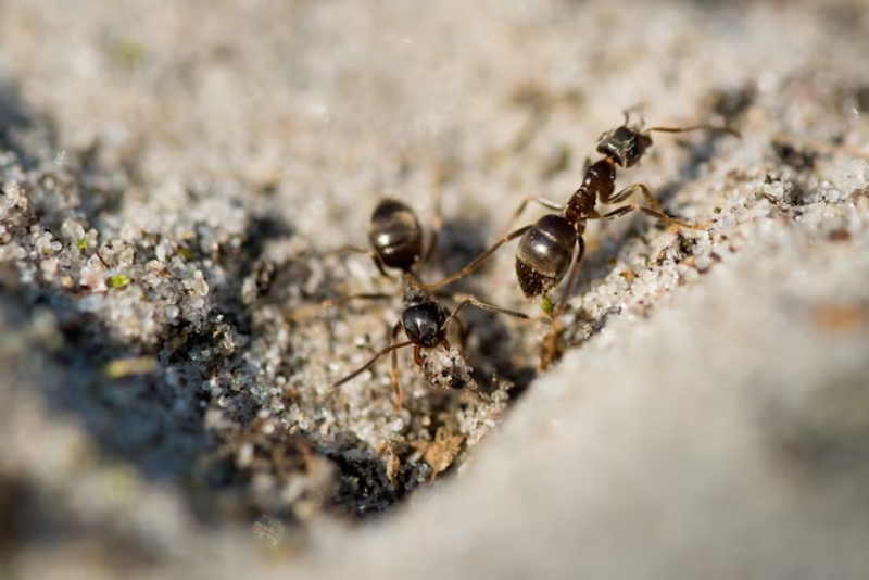 Soluções Caseiras para Combater Infestação de Formigas
