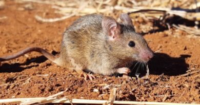 Como Fazer Armadilha para Ratos com Balde e Papelão