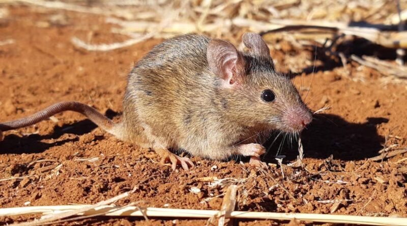 Como Fazer Armadilha para Ratos com Balde e Papelão