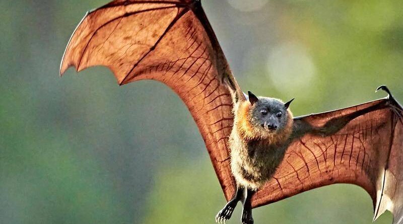 Como Manter Morcegos Afastados - Estratégias para uma Convivência Harmoniosa
