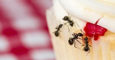 Dicas Caseiras para Matar e Afastar Formigas