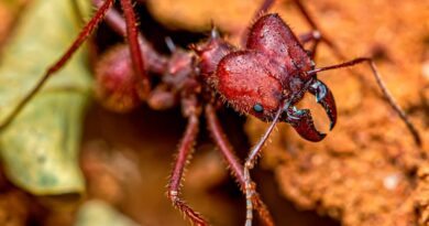 Como Manter as Formigas Cortadeiras Afastadas