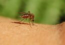 Dicas Caseiras para Acabar com Mosquitos em sua Casa