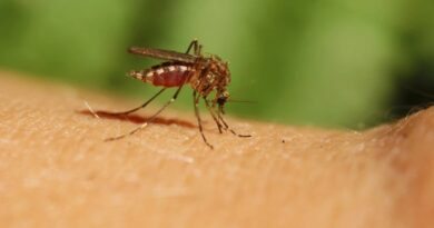 Dicas Caseiras para Acabar com Mosquitos em sua Casa